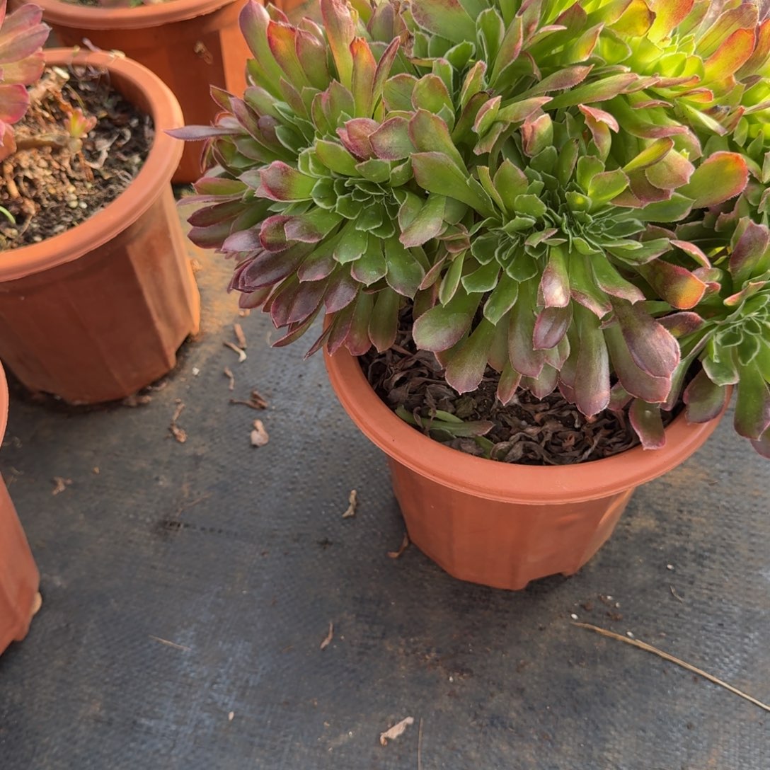 174雨花石缀化多肉植物