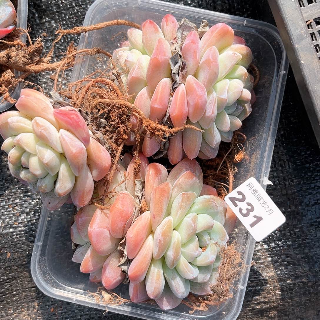 阿雅园艺。         231