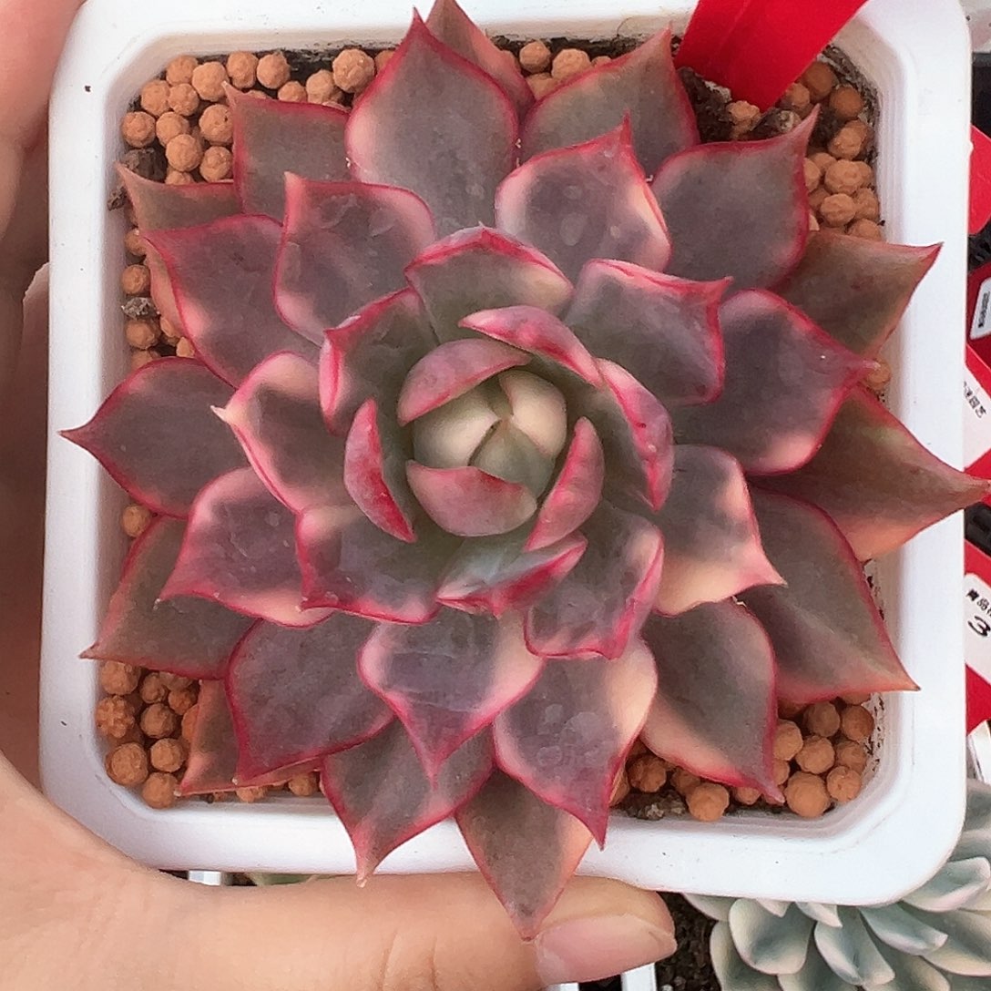 15号宝莲灯锦多肉植物