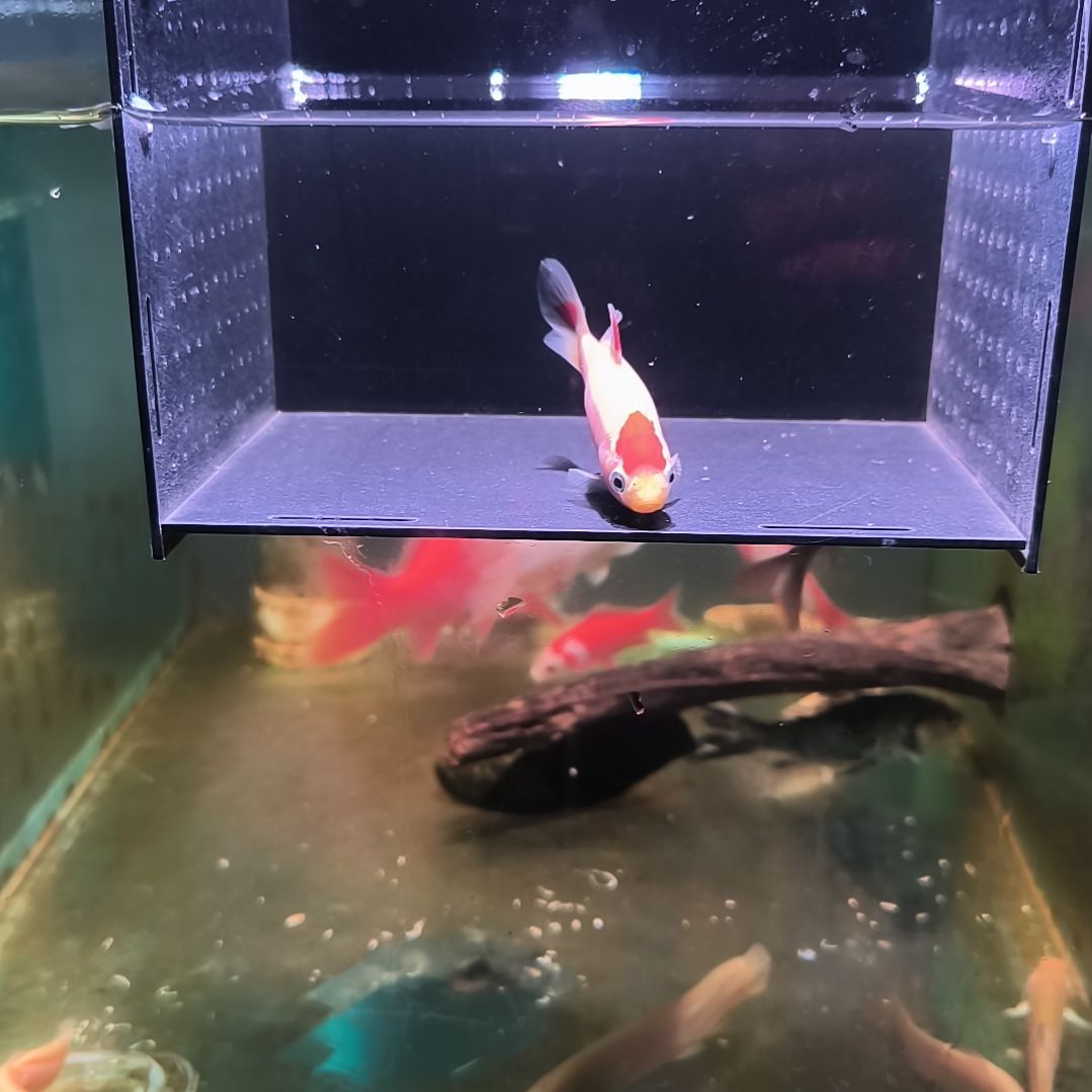 金鱼品相自鉴满30包邮