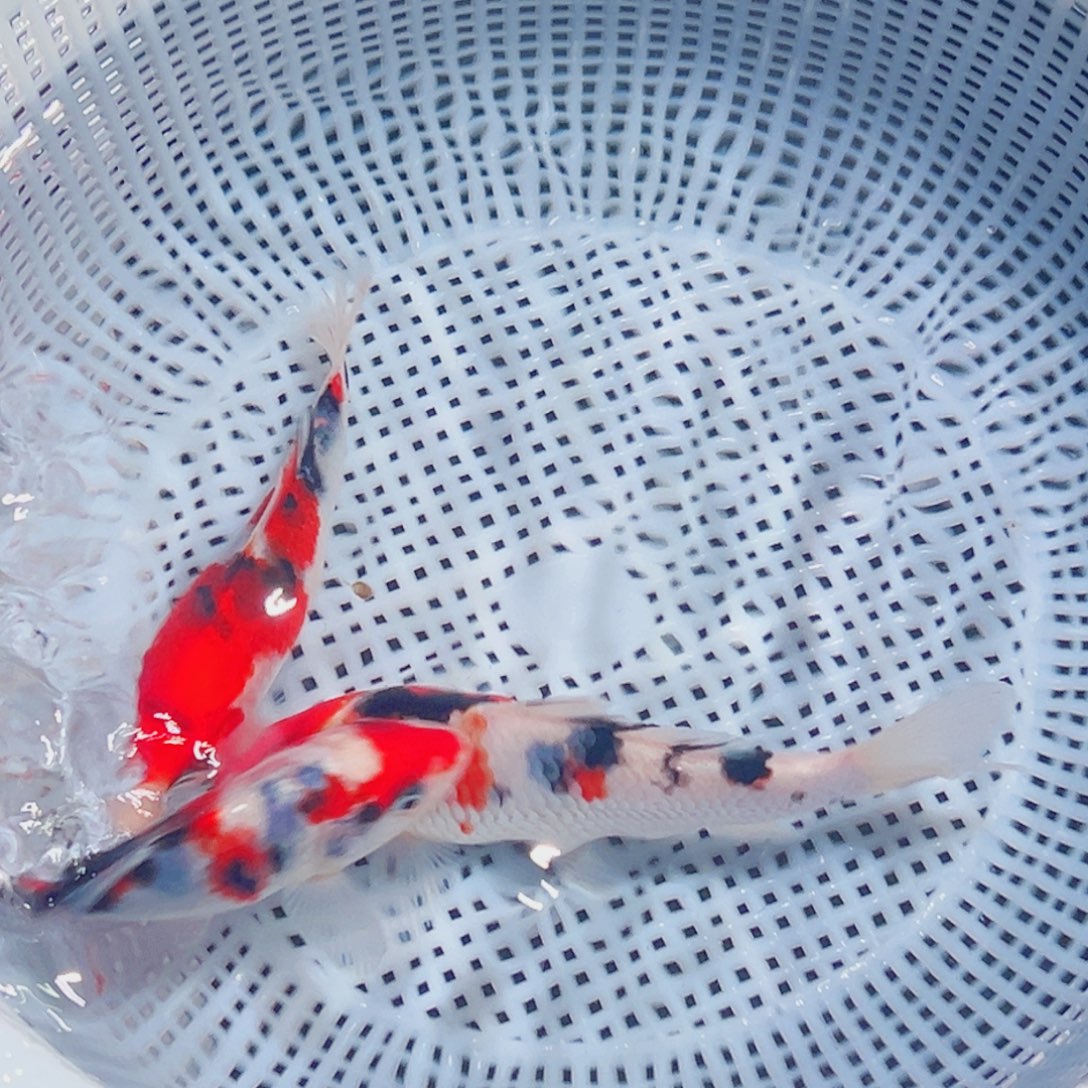 锦鲤锦鲤观赏鱼8888
