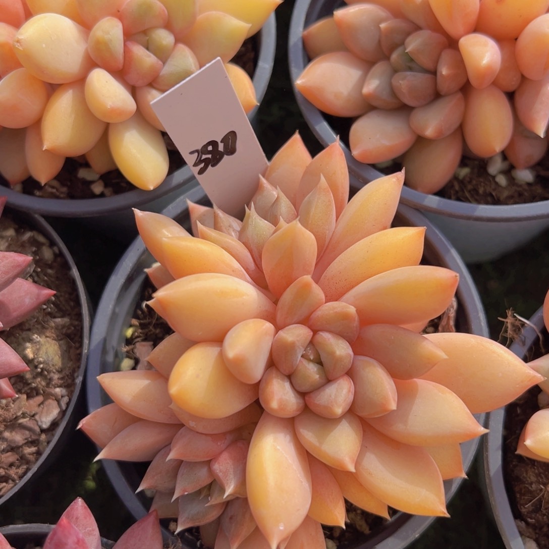 香玉的故事是一个人的故事