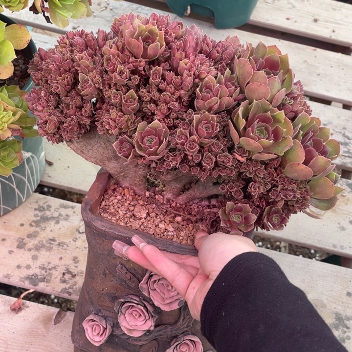 多肉多味又不多菜多口味全