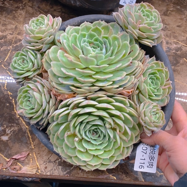 夏悦多肉0307-116昂斯诺