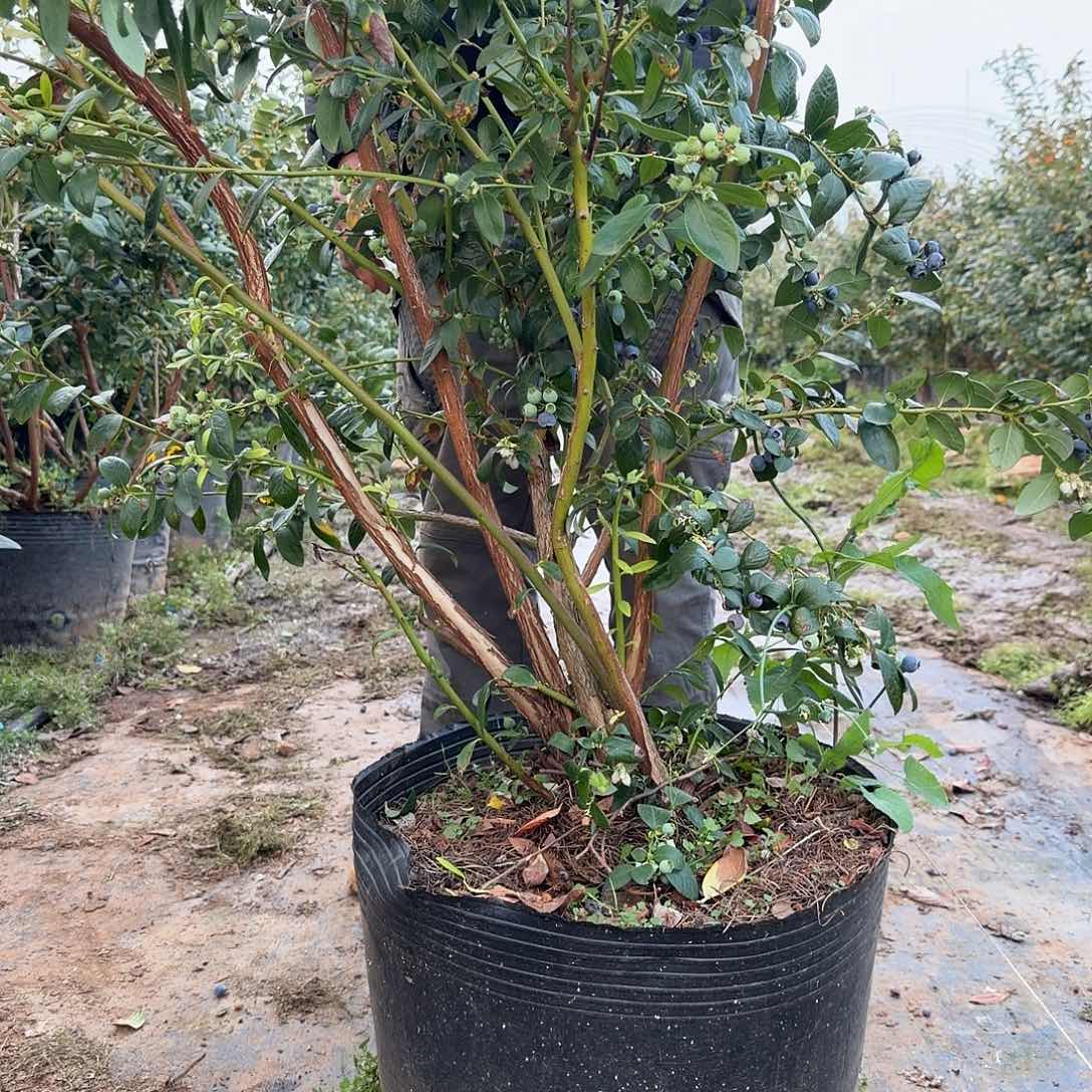 爱****以实际为准肉肉专属