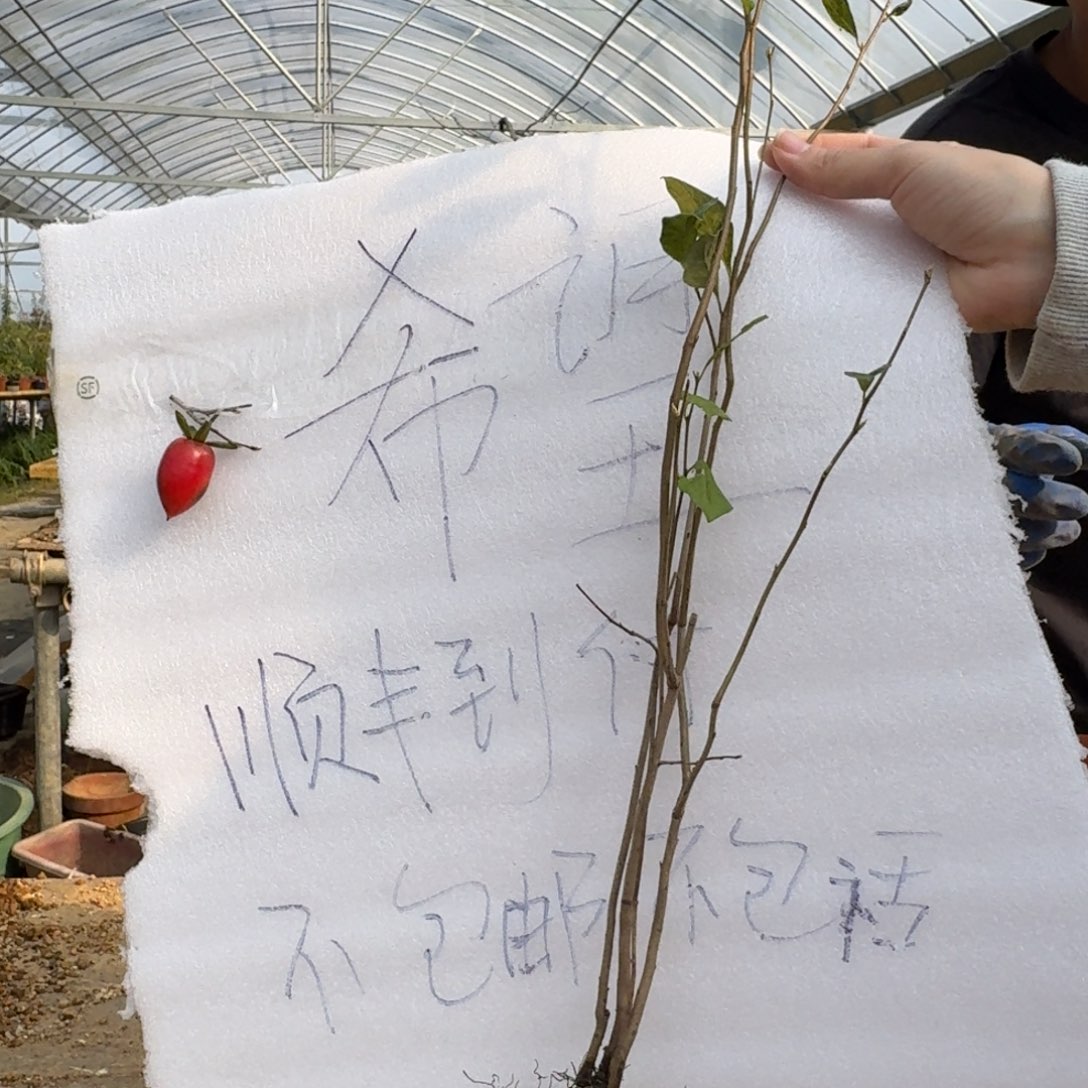 从***发无花朵388顺丰到付不包邮