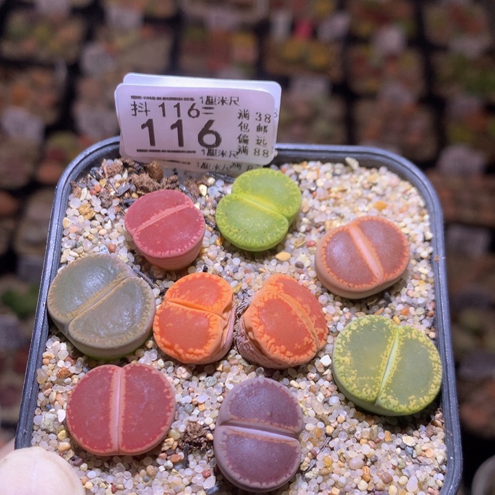 精品生石花116.116