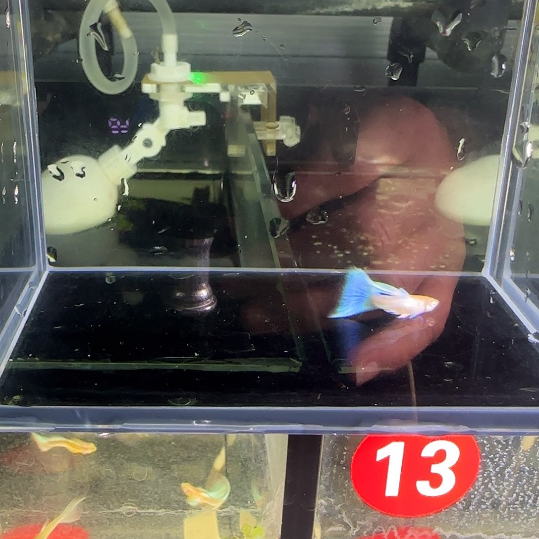 孔雀鱼蓝白欧翼飞船一对