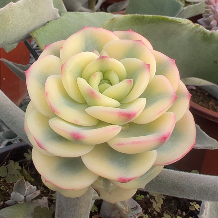 三文鱼锦一物一拍锦龙