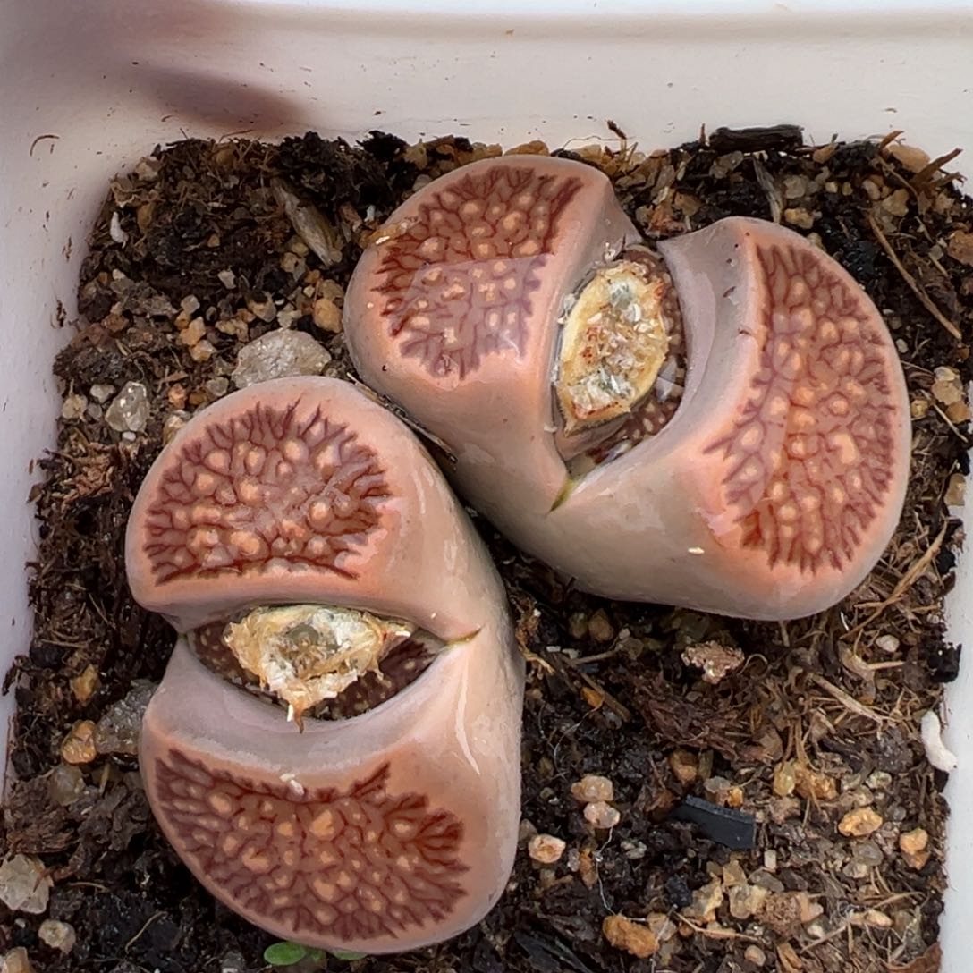 1.20好看的多肉873