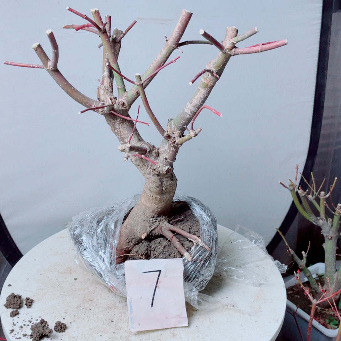 跨***徐无花朵出星星老桩