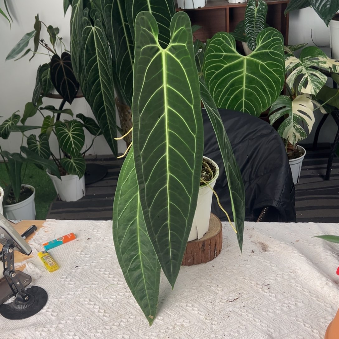 完全开放进口黑窄鹤后叶长52