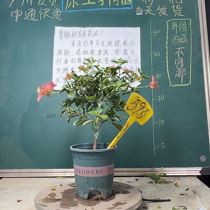 完全开放 卡亚塔  596