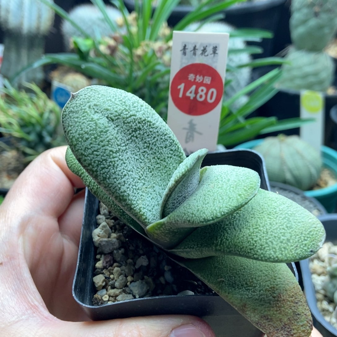 旋转白密尤卧牛一棵