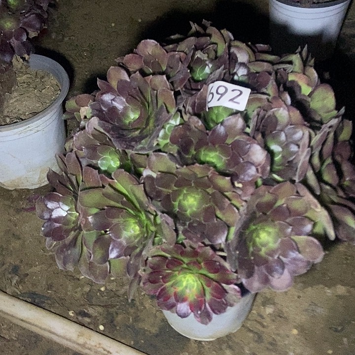 荷兰玫瑰692多肉不包断