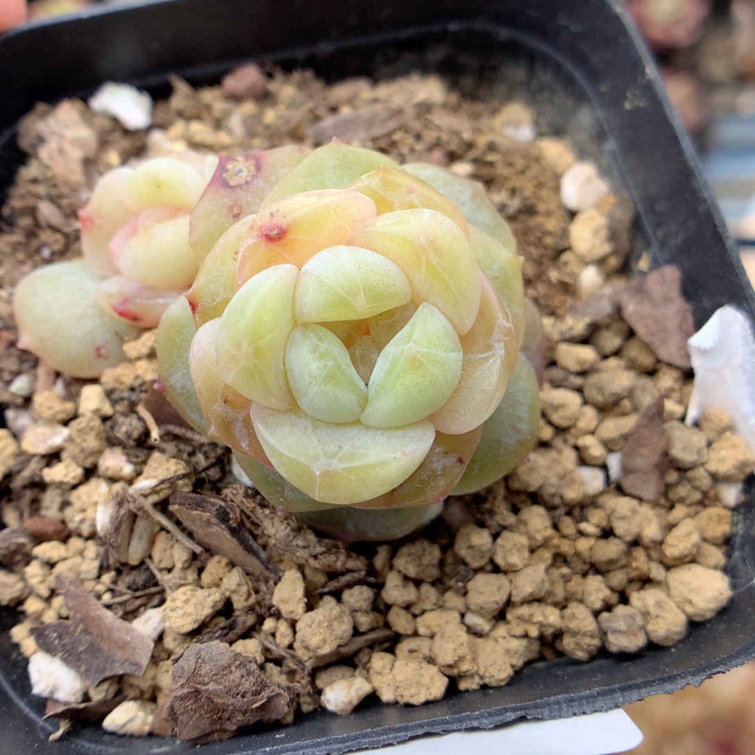 G12 ，20包邮两天凑单偏远不发货