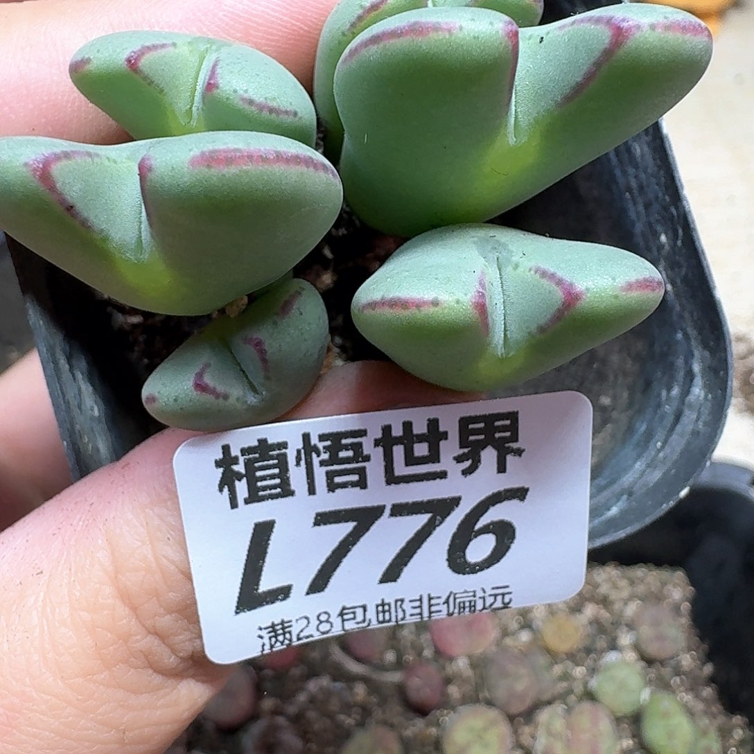 多肉植物的润泽法