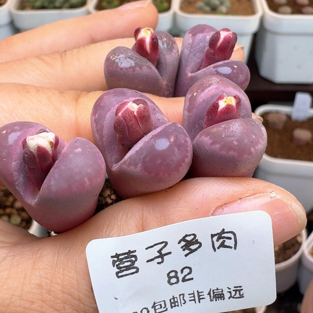 82红大内五颗一物一拍