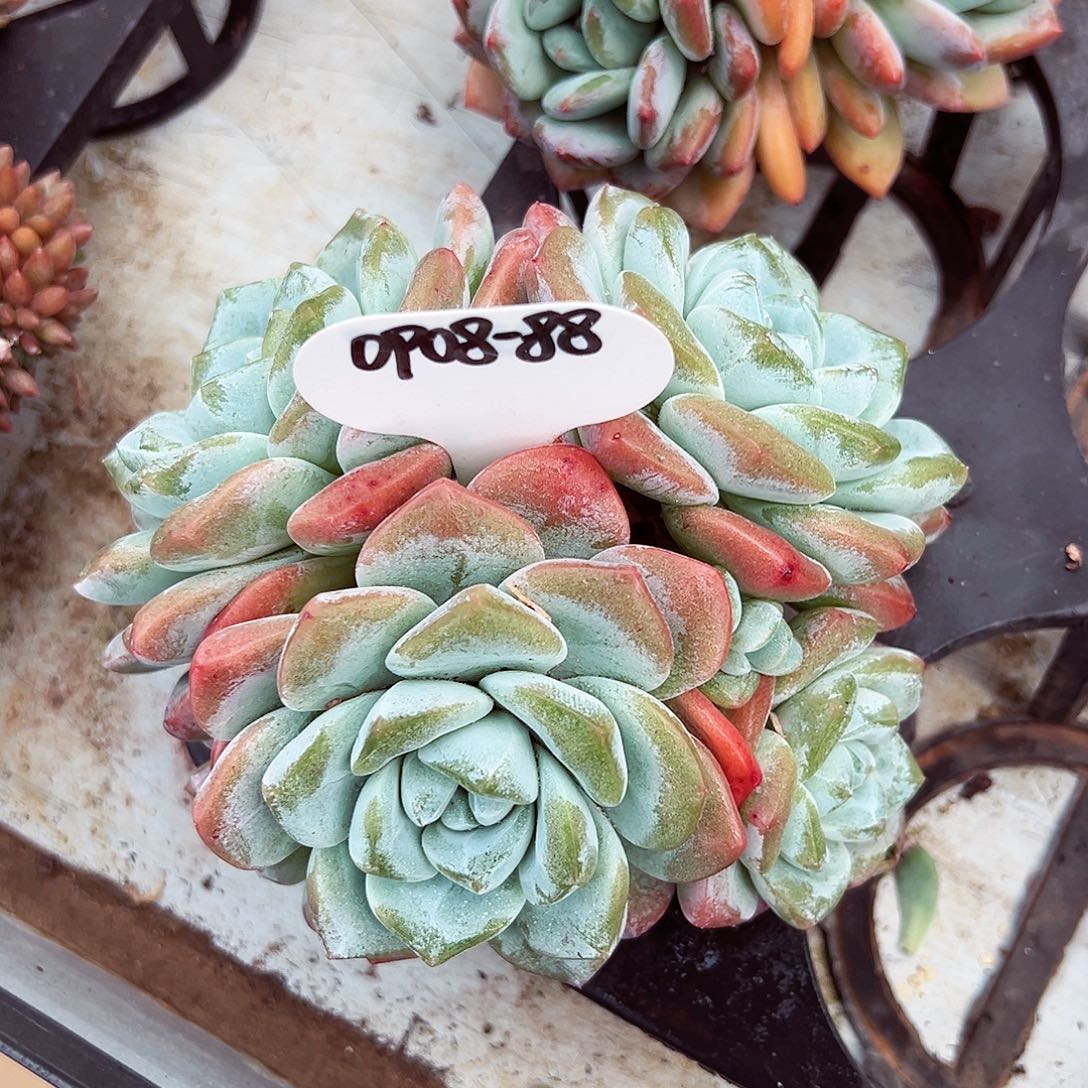 0908-88冰玉老桩。