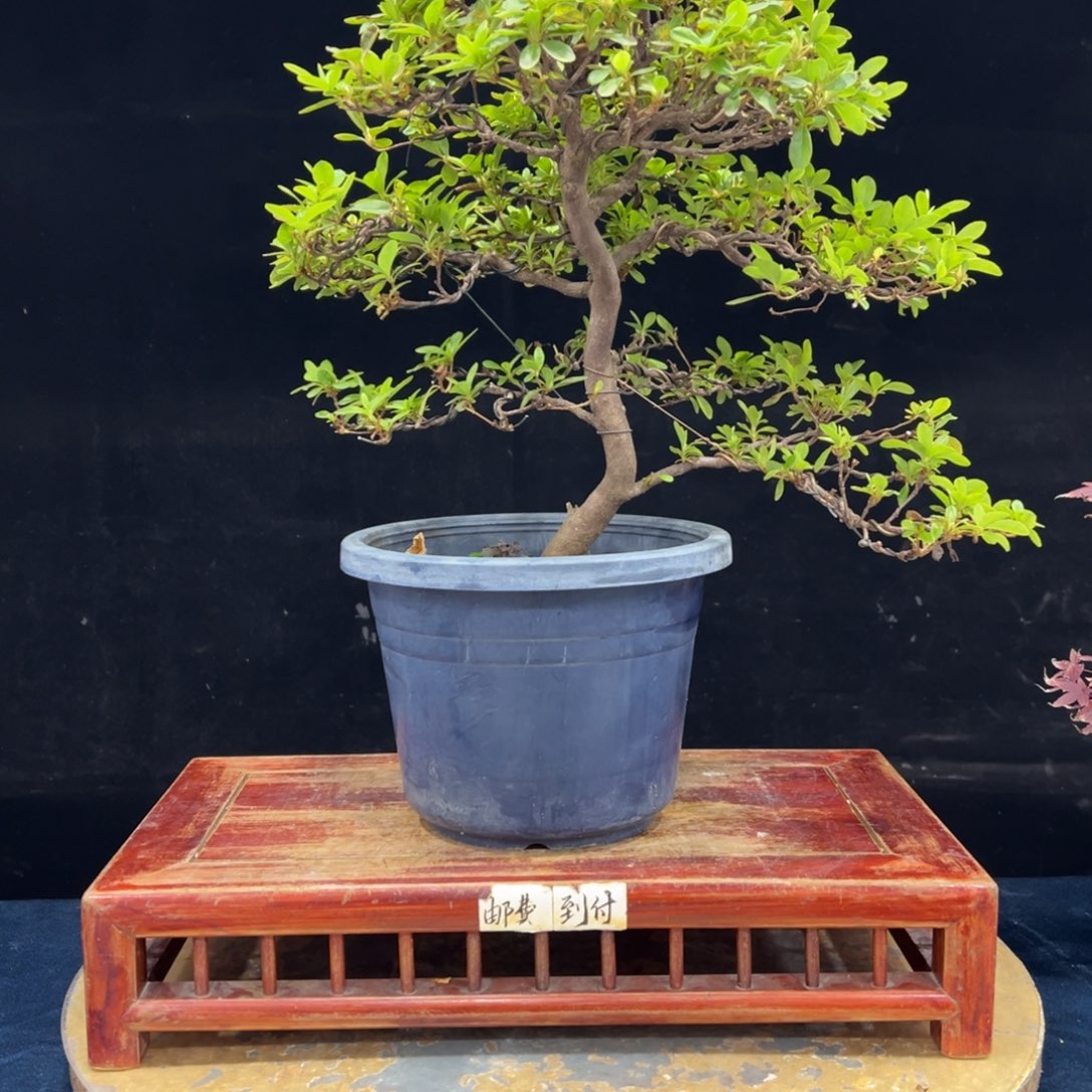 一***风完全开放杜鹃花的诗