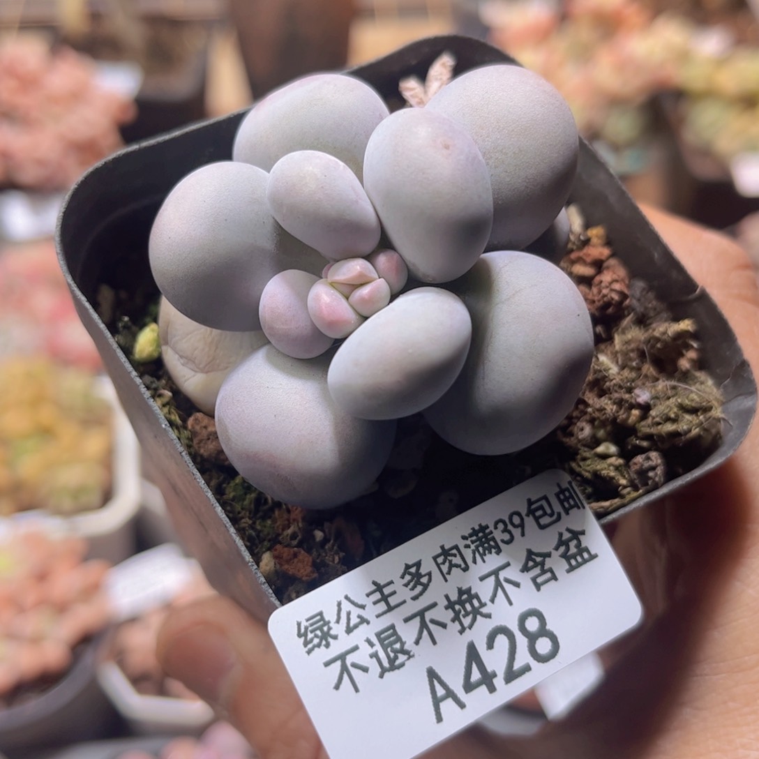 428芭比奶6cm多肉