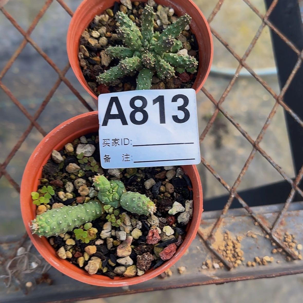【闪购商品】迷*块根植物
