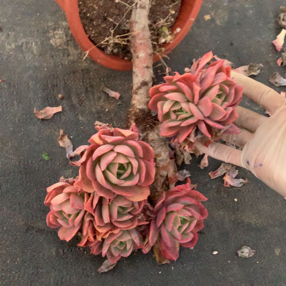 绮罗仙子一物一拍
