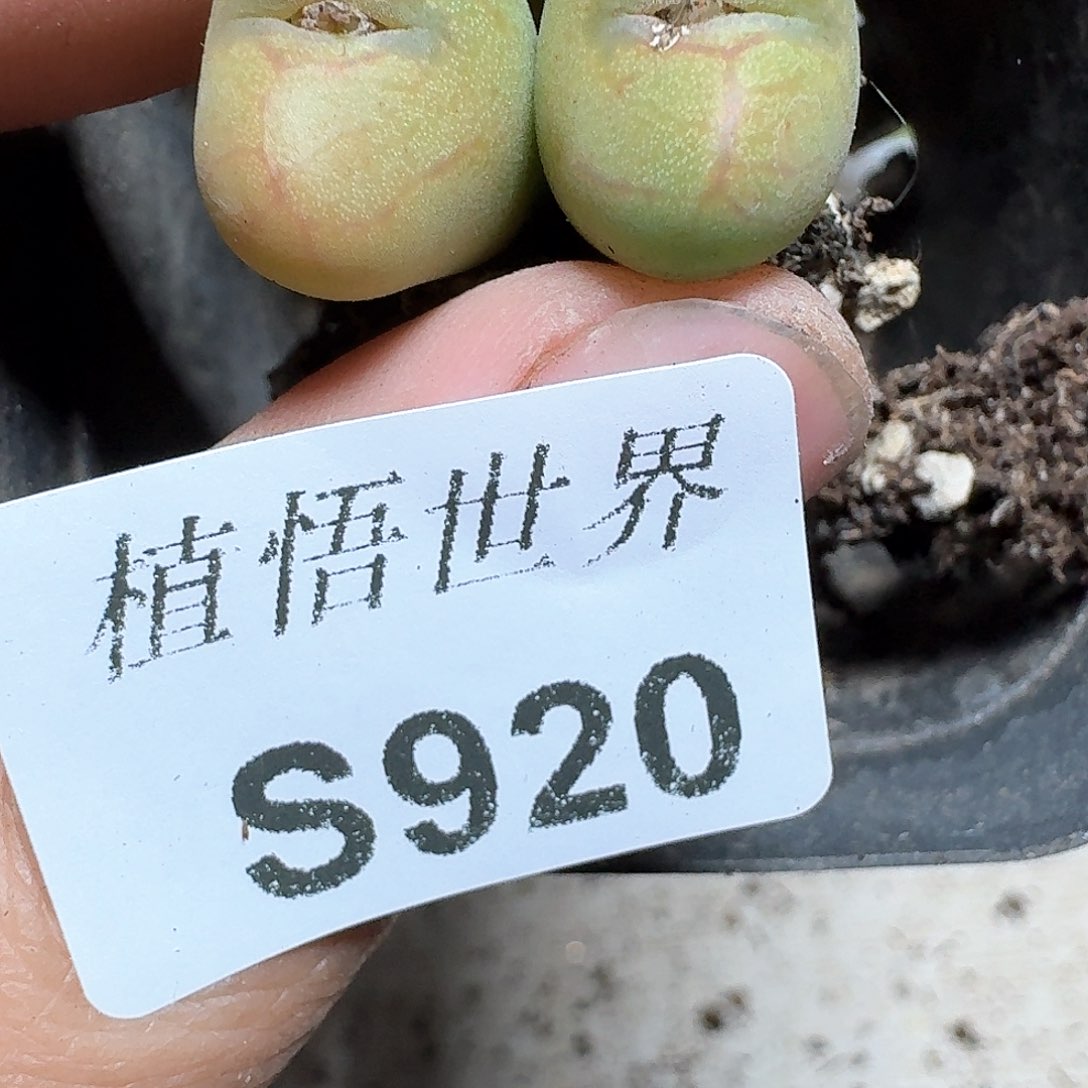 920号多肉植物哇f gb h