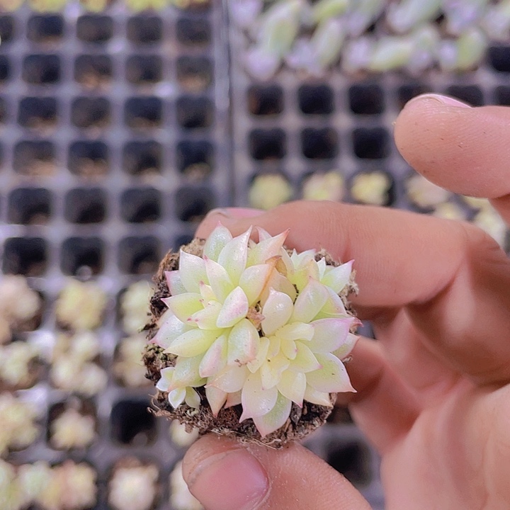 女雏锦【满10颗包邮】