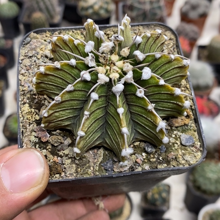 R***盆实生肋骨特价福利