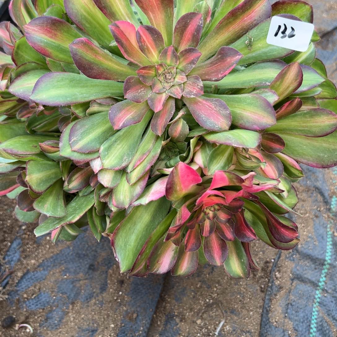 132韶秀七彩多肉植物山东发