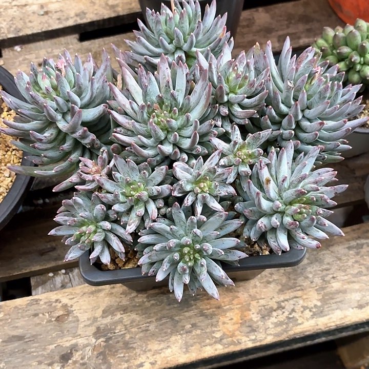 多肉植物，炫彩星