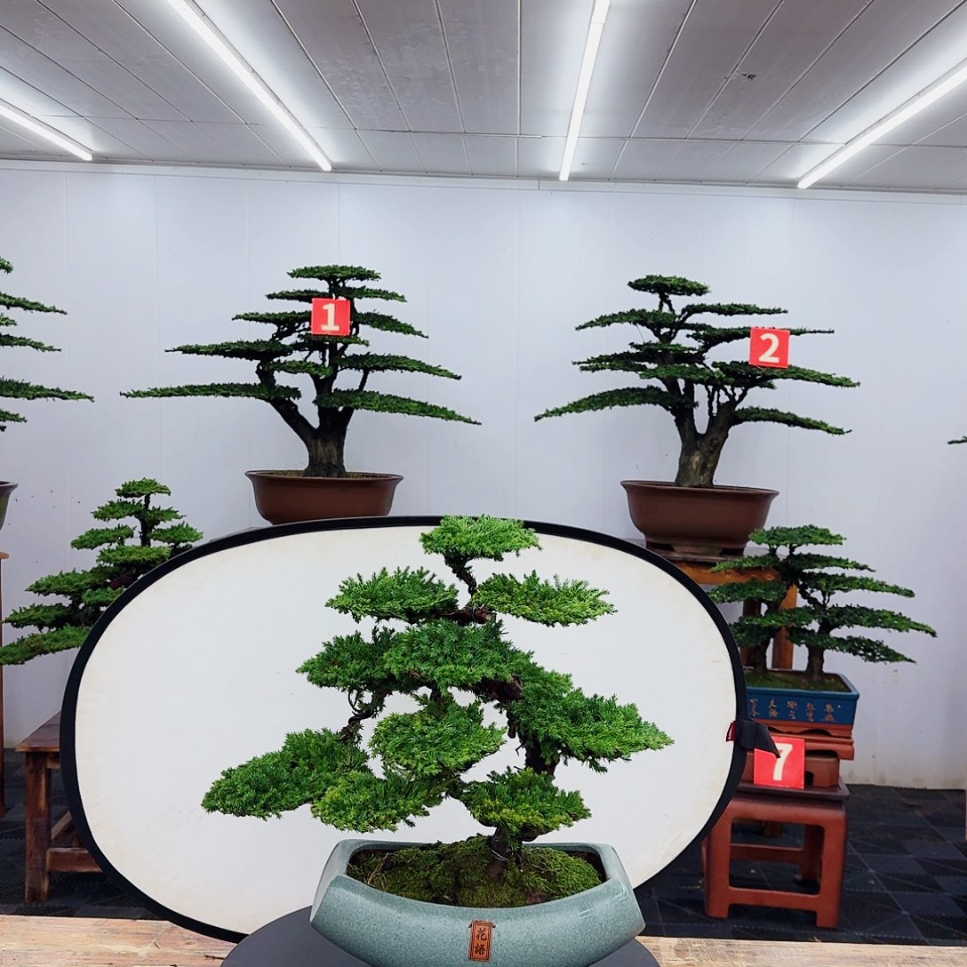 无花朵G*?000000000000