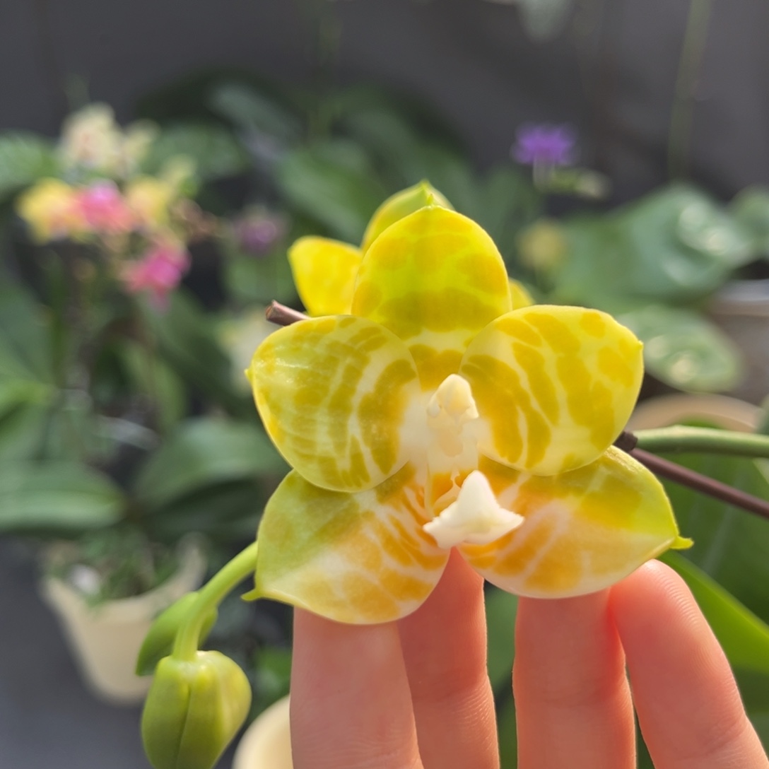 完全开放3.5寸弥陀反射王开花株