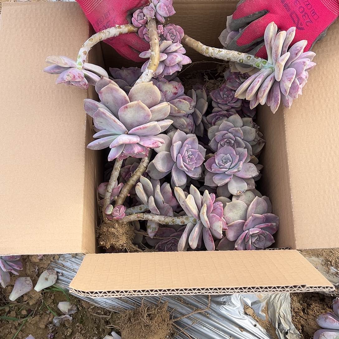 荼***f37号紫乐断枝断头不售后