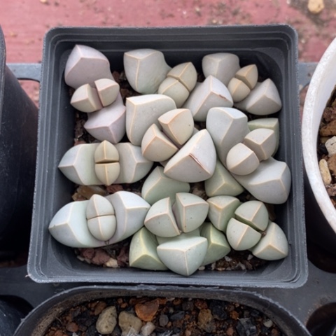 魔玉肉锥7仙人球