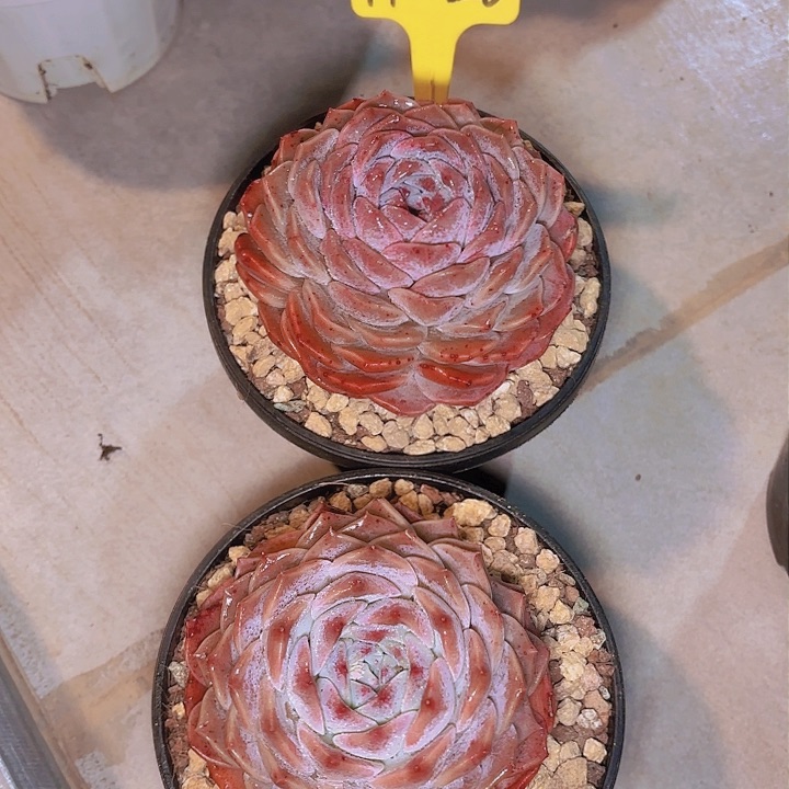 涂****制多肉植物一物一拍A0028