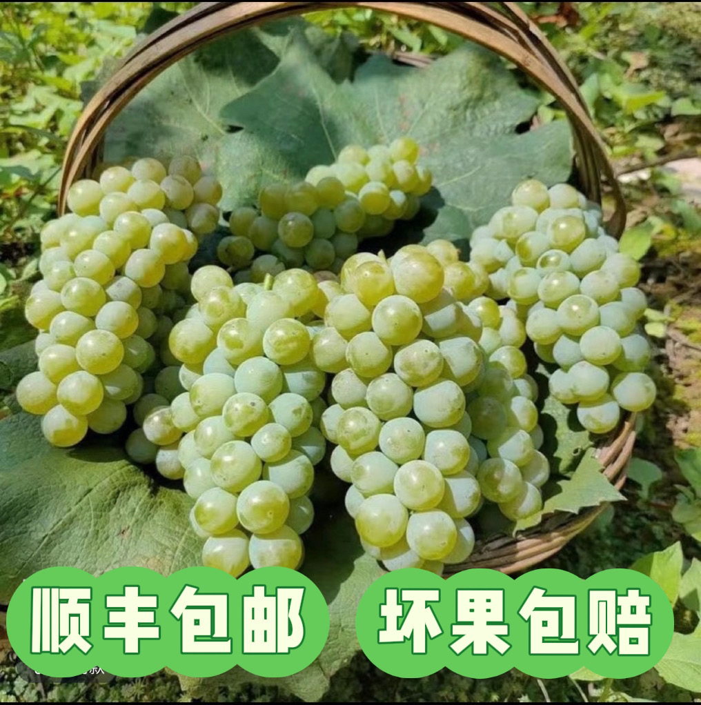 （顺丰包邮）贵州高山水晶葡萄新鲜应季绿葡萄新鲜现摘青葡萄孕妇