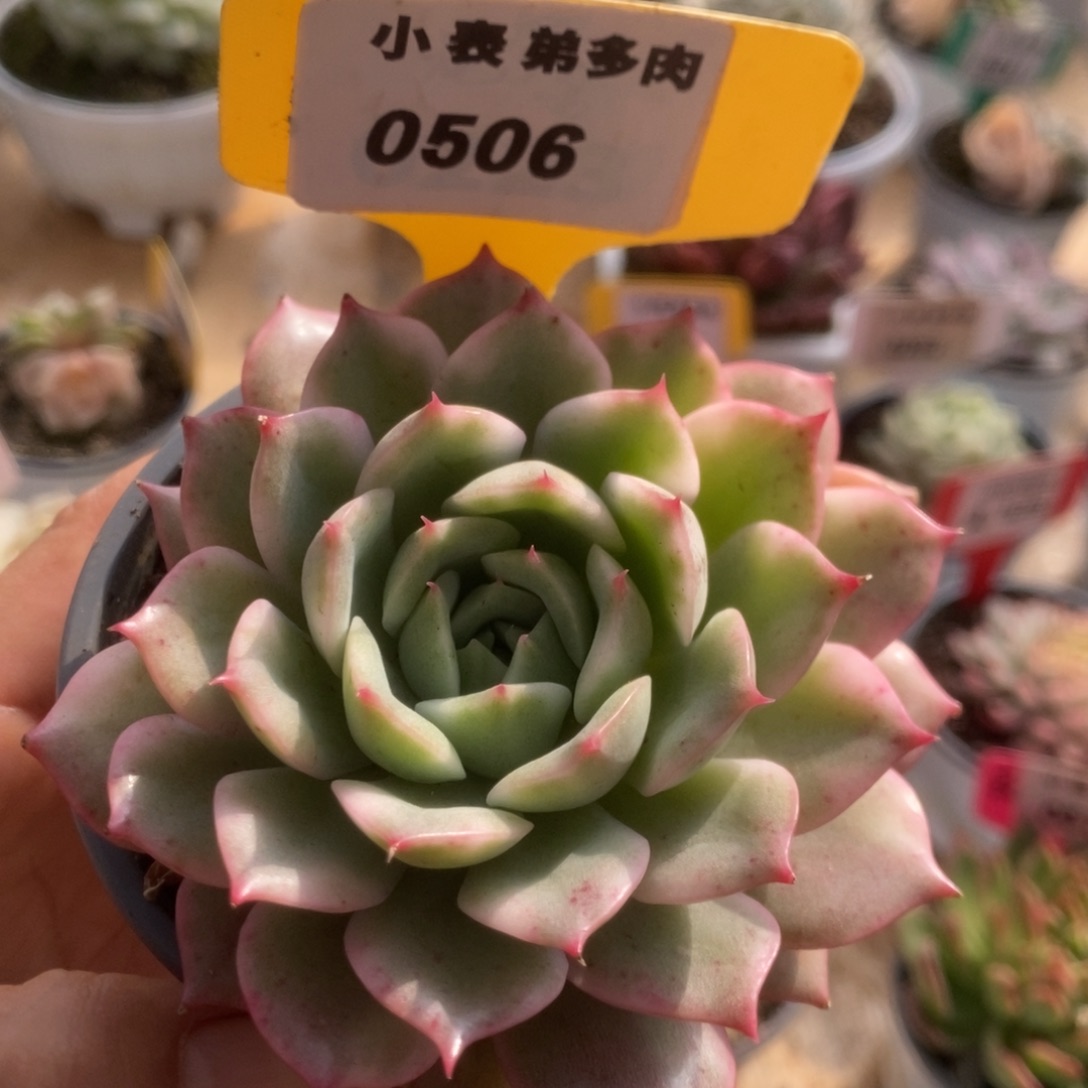 506粉艾莉儿锦锦锦锦锦锦