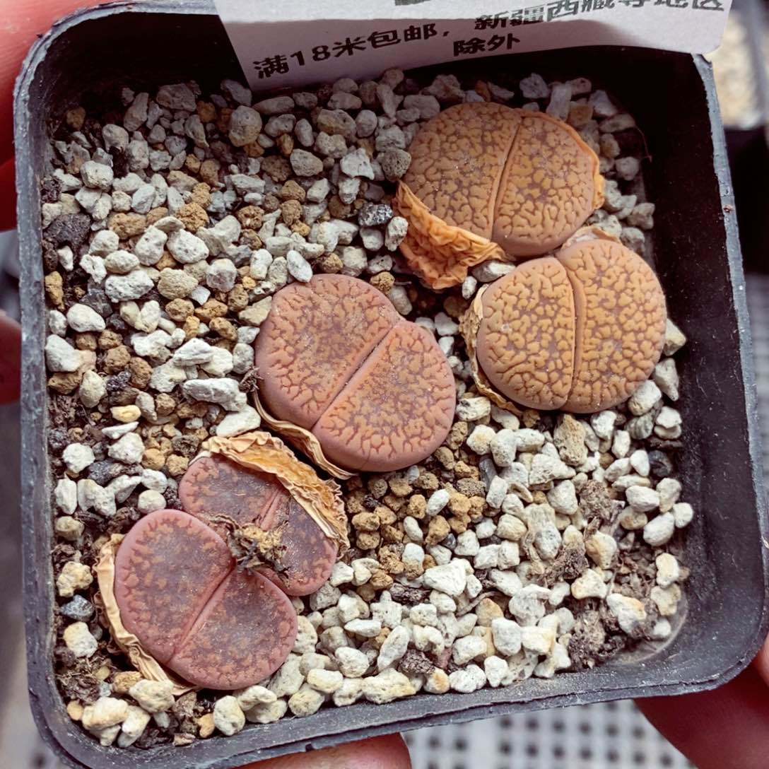 我的小姐姐们都是524