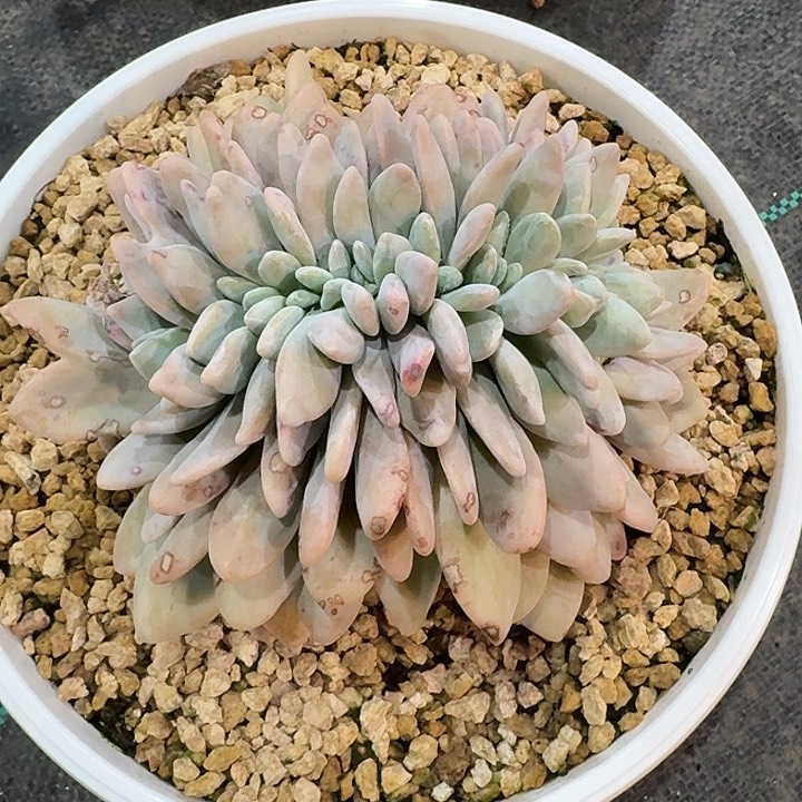 朵***肉粉兔坠可发货