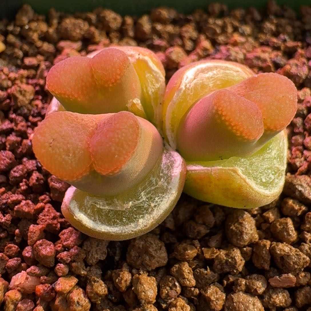 云缦精品番杏11.15