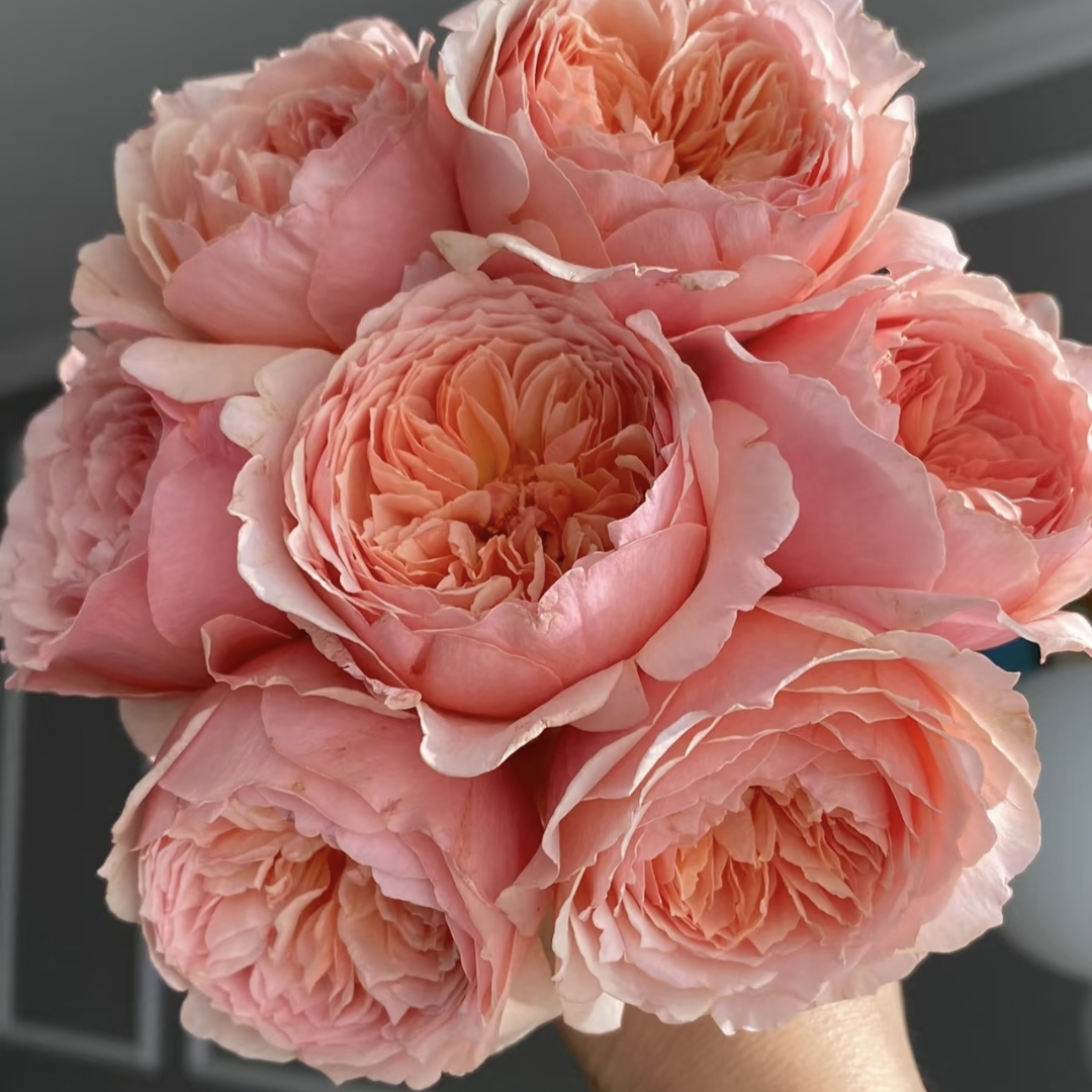 《真宙》月季爬藤露天苗耐寒耐热花期长适合秋季室外