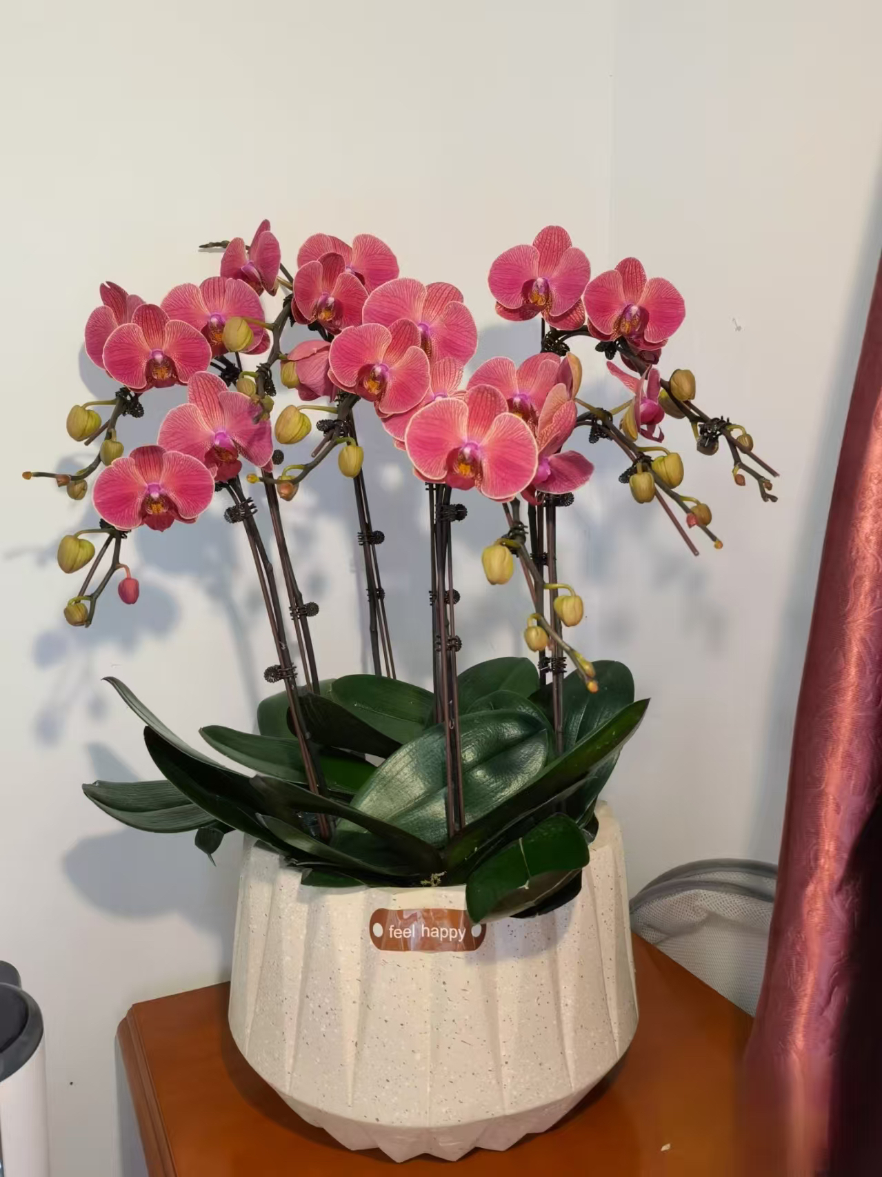 蝴蝶兰大花盆栽（砂糖橘）3.0寸大苗，砂糖橘