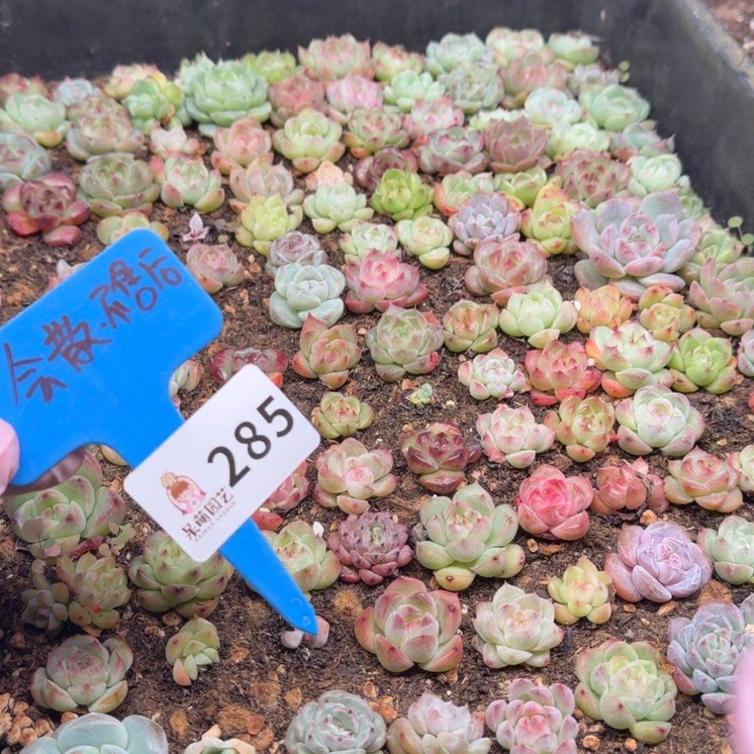 多肉植物多肉植物
