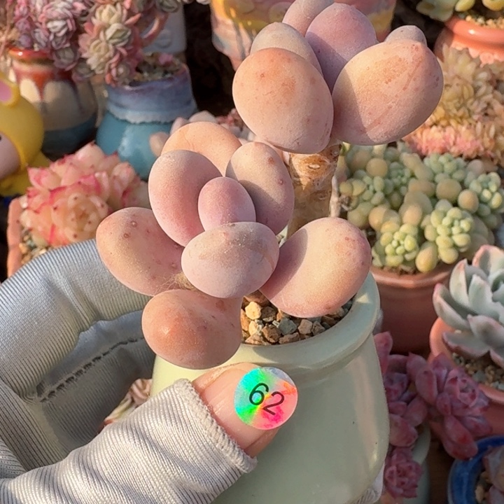 62 多肉含盆土 30元包邮 除偏远