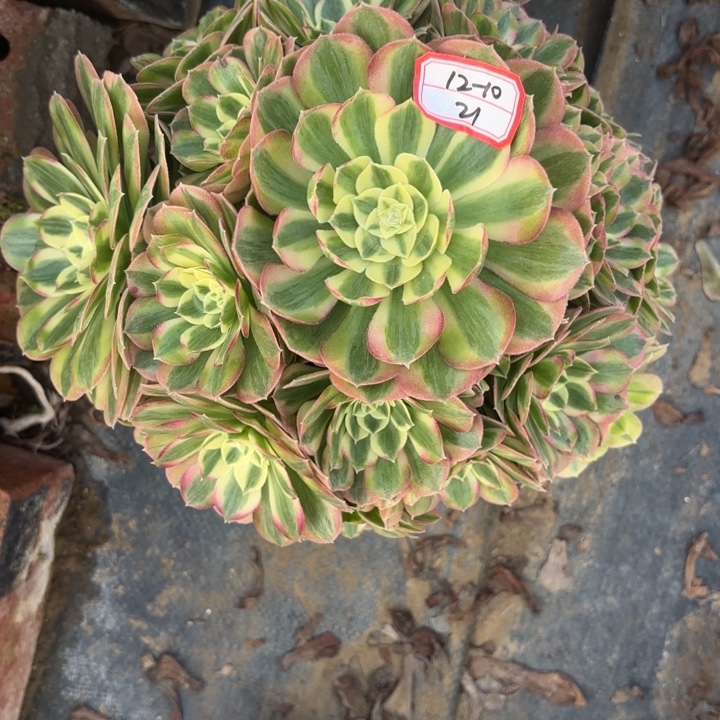 玉姿多肉法师不包损21