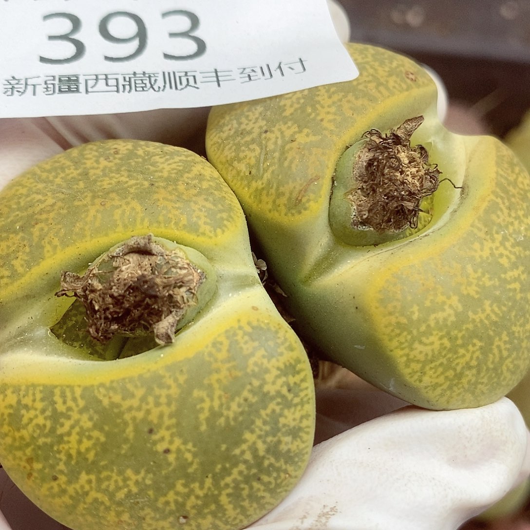 日**宸我要做自己爱干就干393