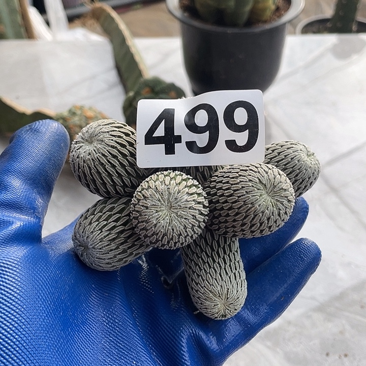 完全开放499精巧丸一个