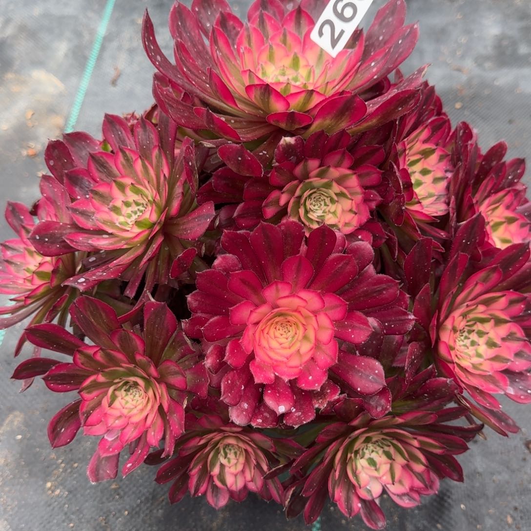 266红白多肉植物